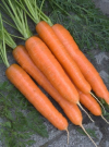 Семена Морковь Детская Радость