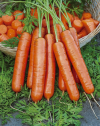 Семена Морковь Лакомка