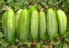 Семена Огурец Ребятки с грядки Аэлита