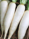 Семена Дайкон Сибирский Гигант серия Сибирские гиганты 1г (Сем Алт)